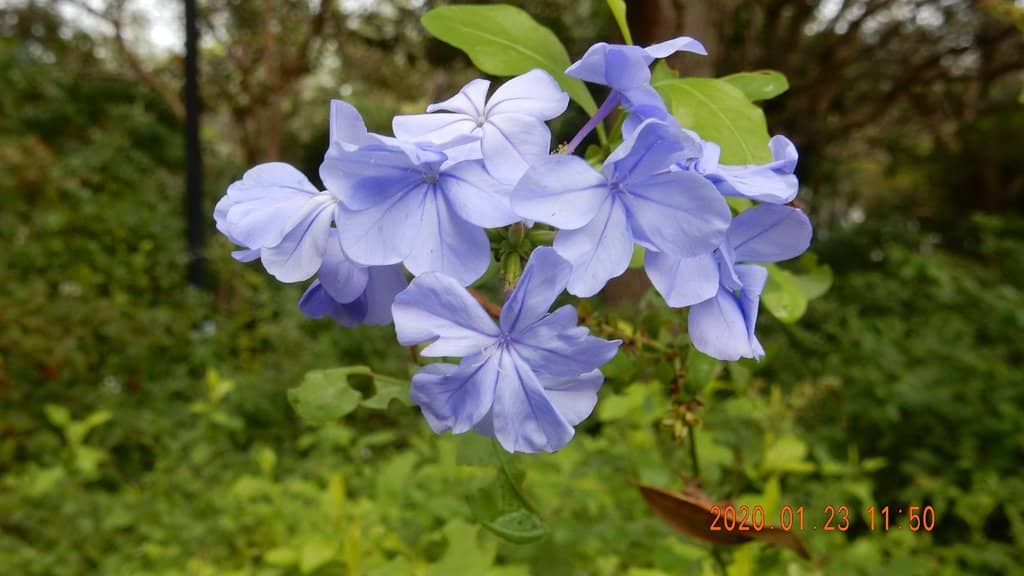 Shady Walking Trails