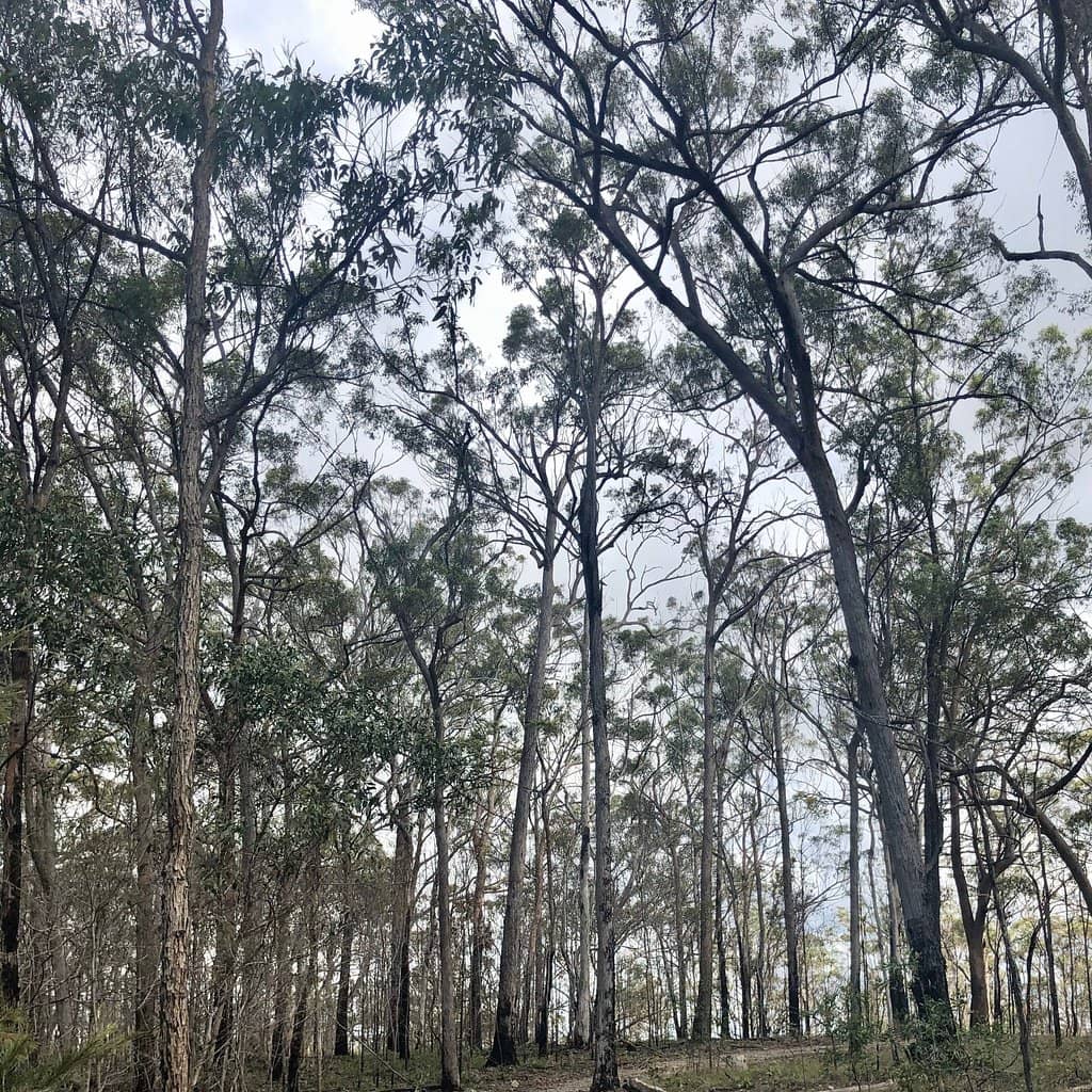 Tingalpa Creek Circuit