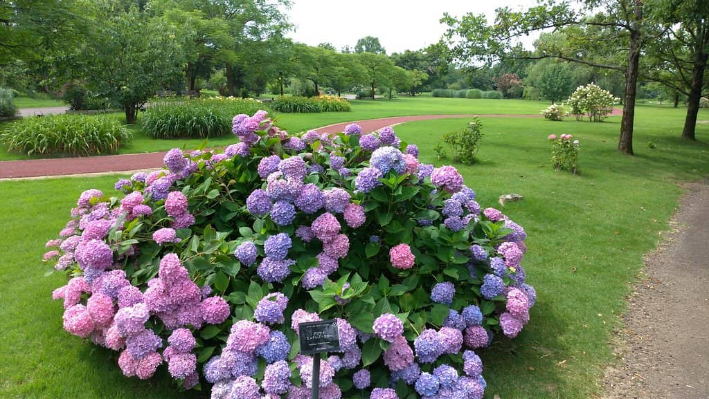 Diverse Floral Collections