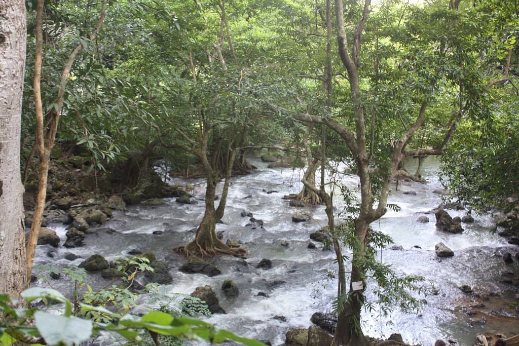 Nature Trail Exploration