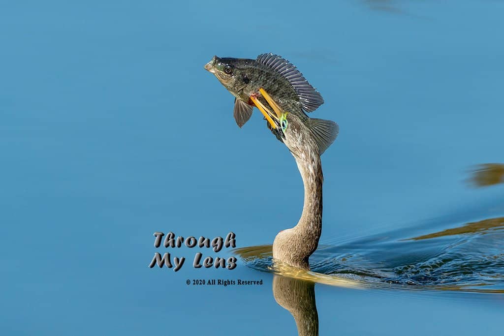 Abundant Wildlife
