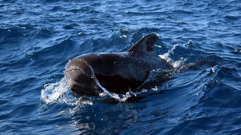 Pilot Whales & Dolphins
