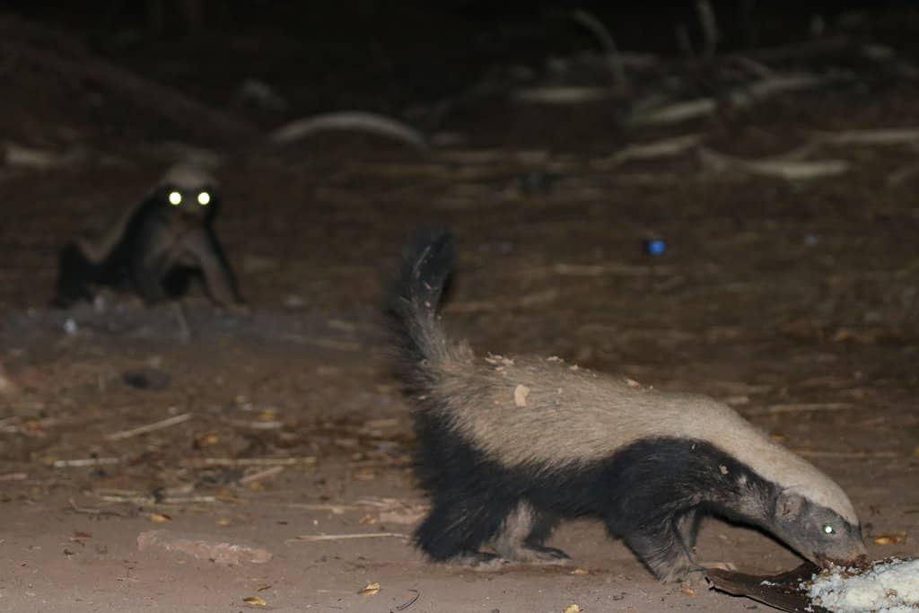 Diverse Antelope Species
