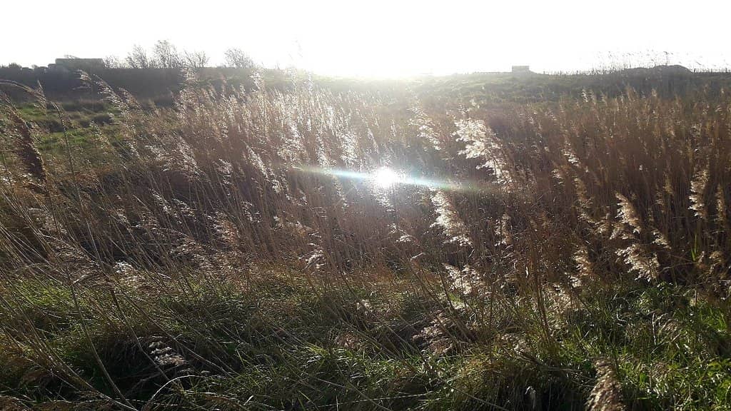 Marsh Buzzard Sightings