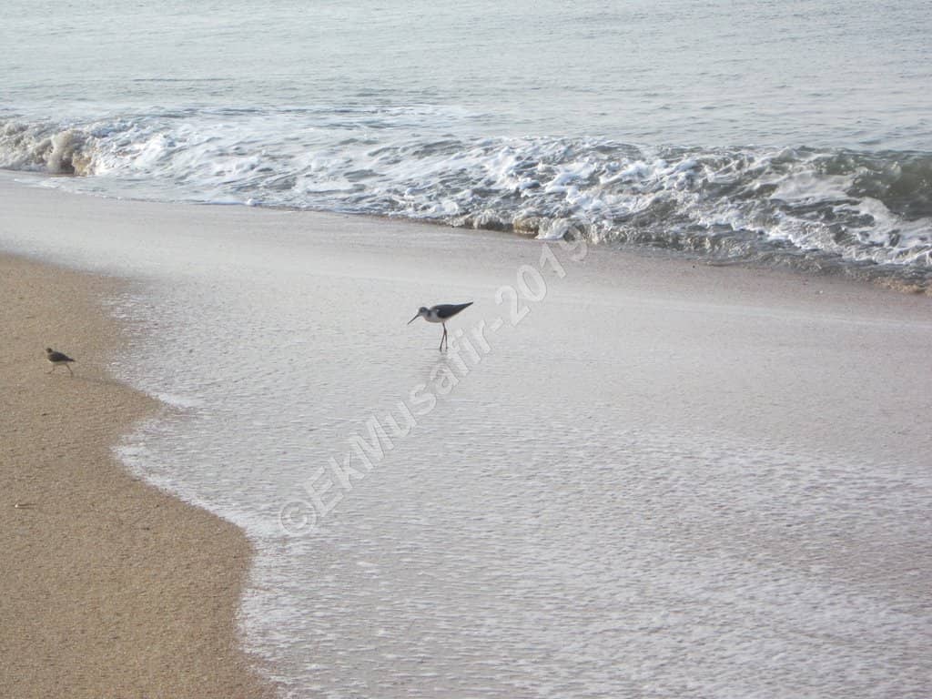 River Meets Sea