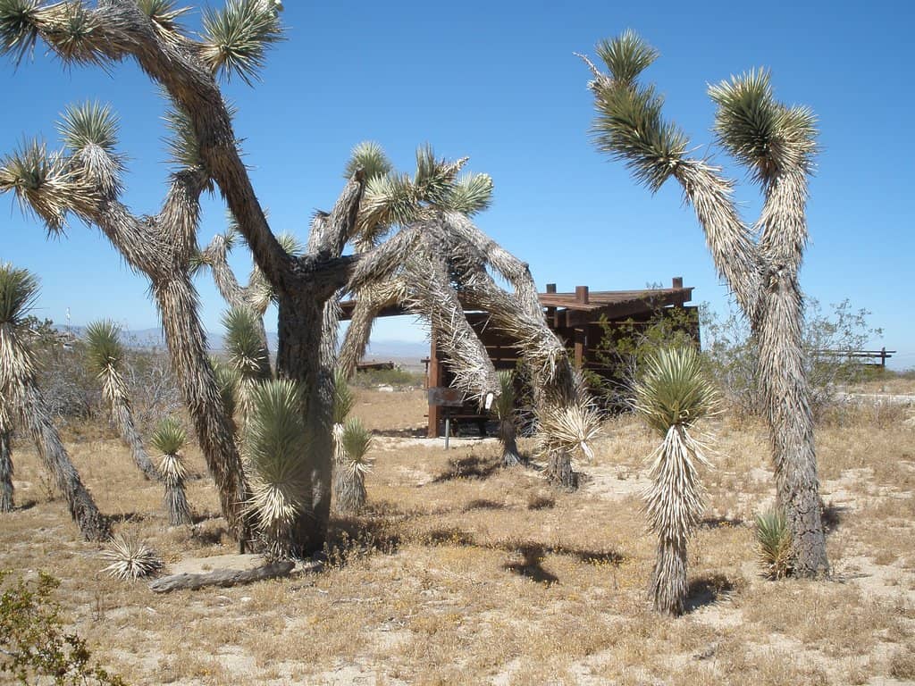 Desert Solitude