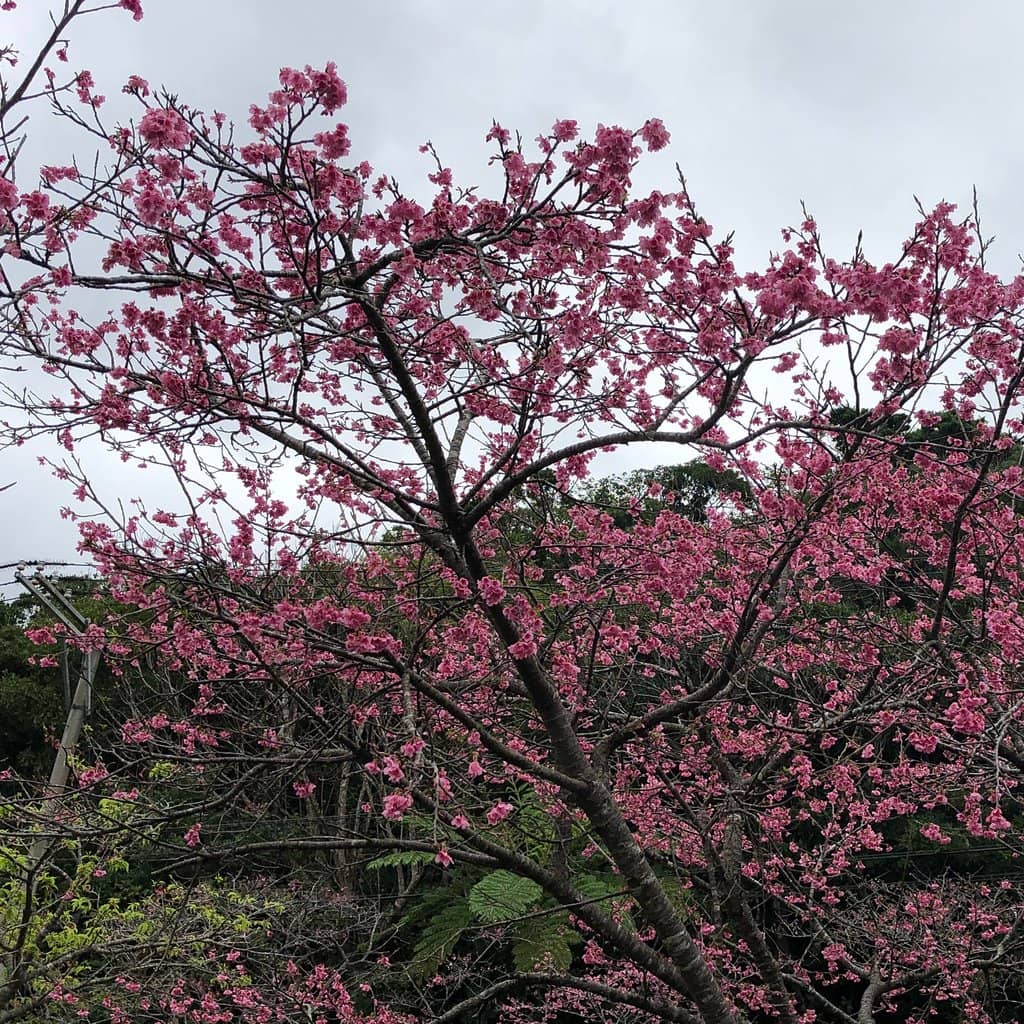 Scenic Coastal Views