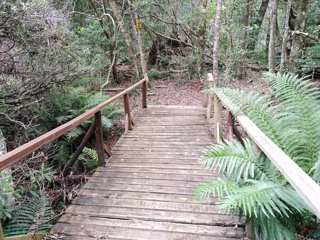 Forest & Ocean Scramble