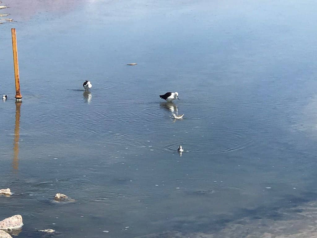 Salt Flat Boardwalks