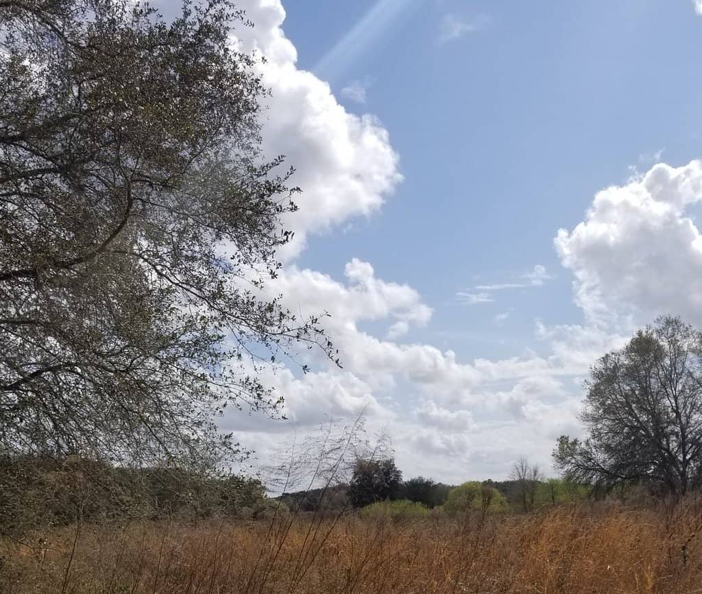 Abundant Wildlife