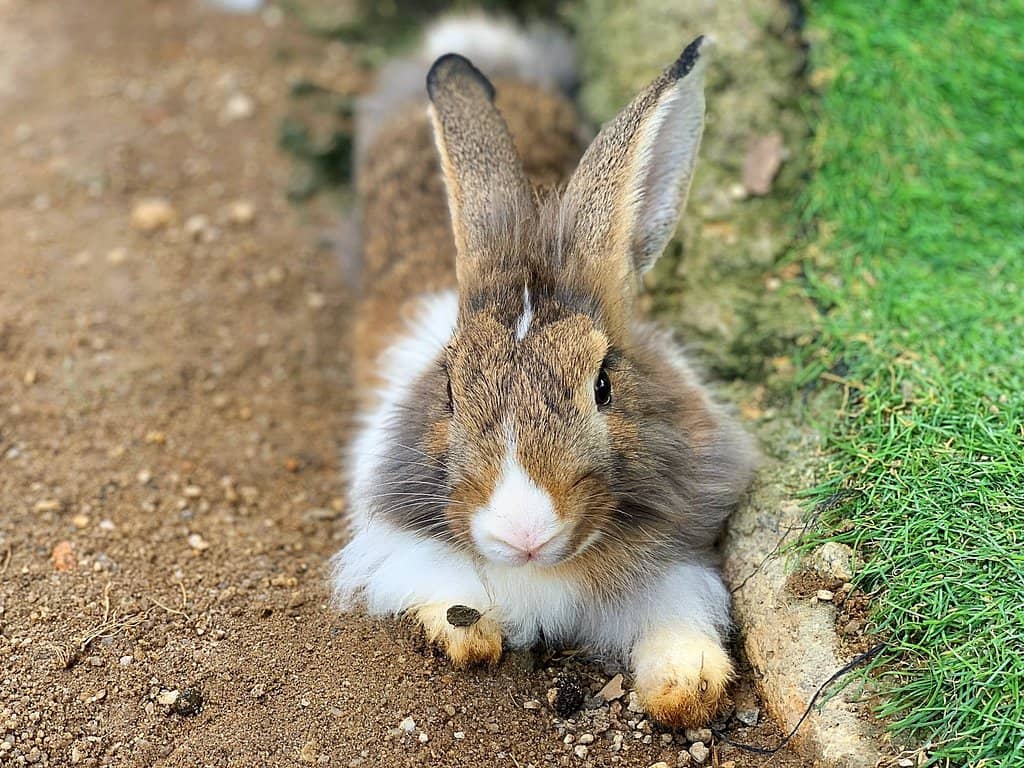 Animal Encounters