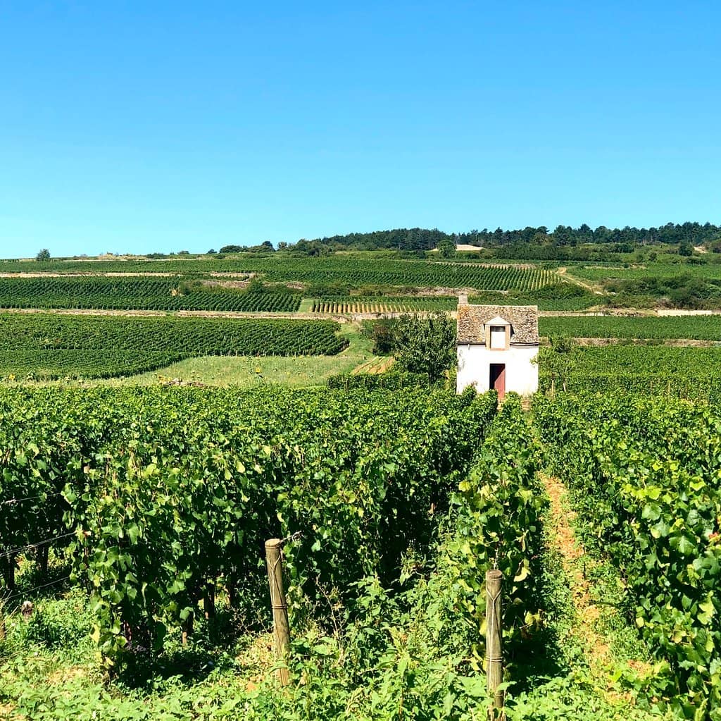 Stone Walls & Nature