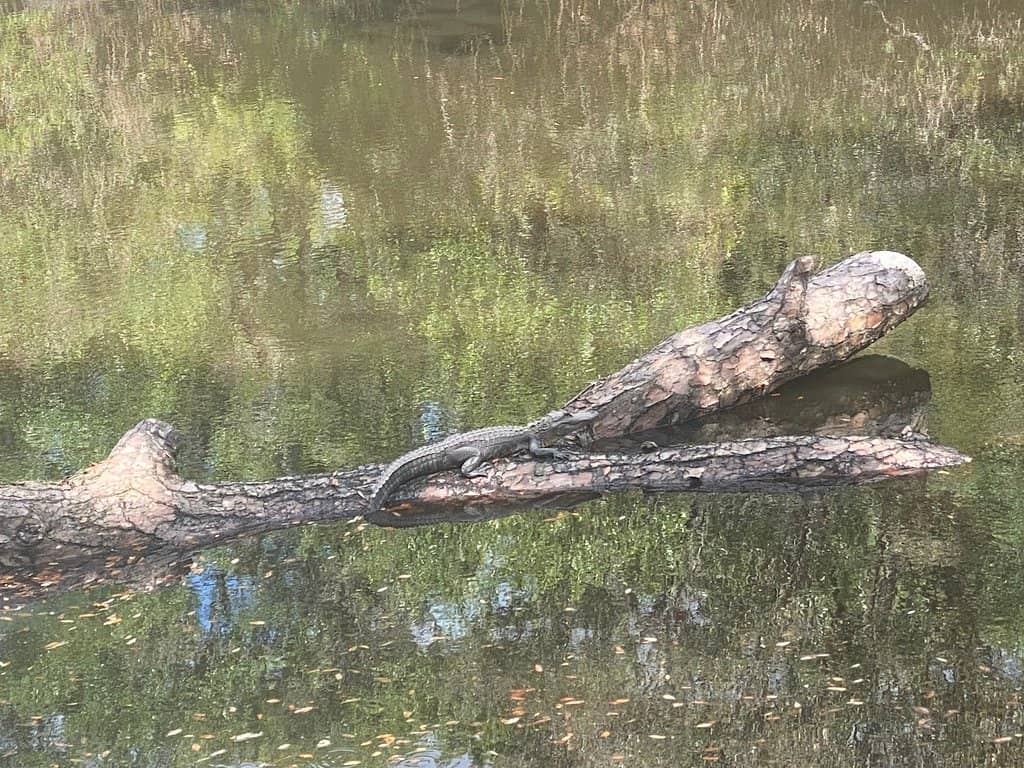 Wildlife Encounters