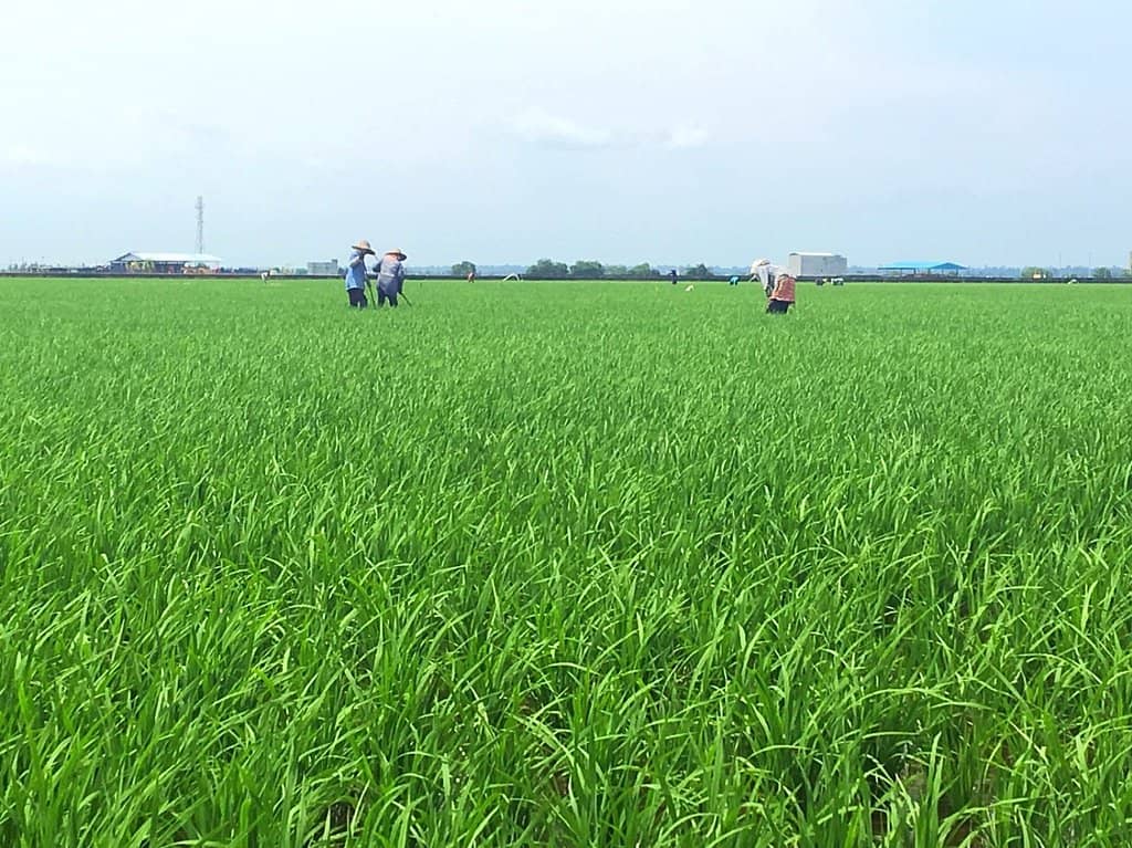 Complimentary Local Rice