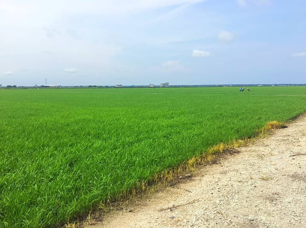 Vibrant Green Paddy Fields