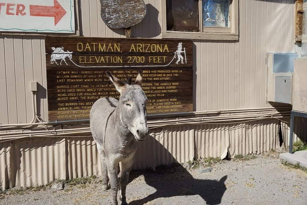 Oatman Hotel