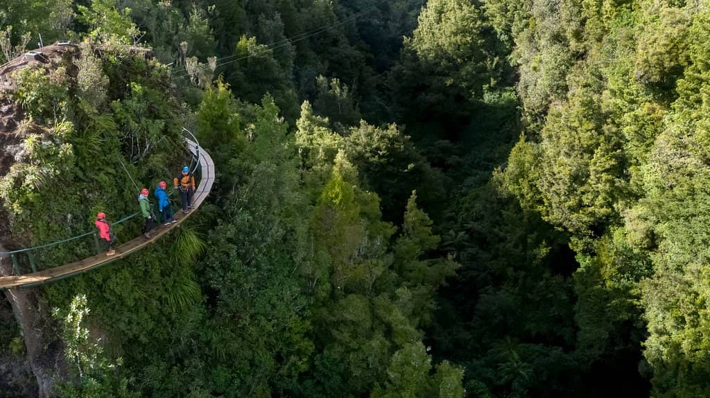 Treetop Zip Lines