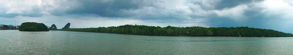 Mangrove River Cruise