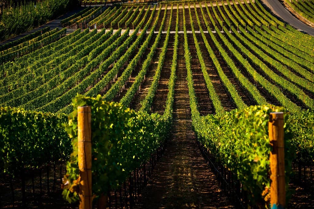 Estate Wines