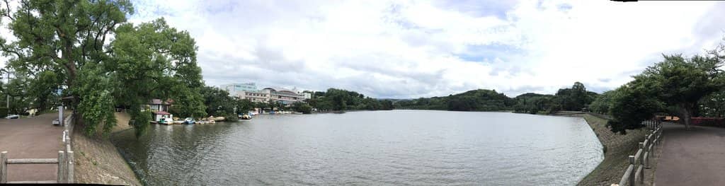 Cherry Blossom Spectacle