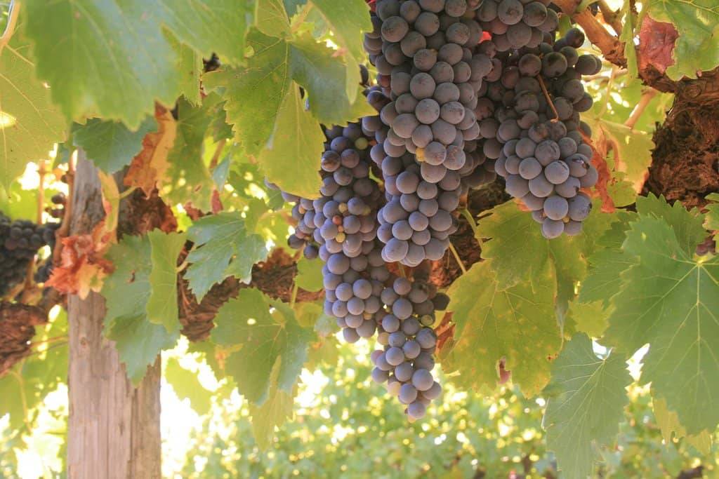 Minimal Intervention Range