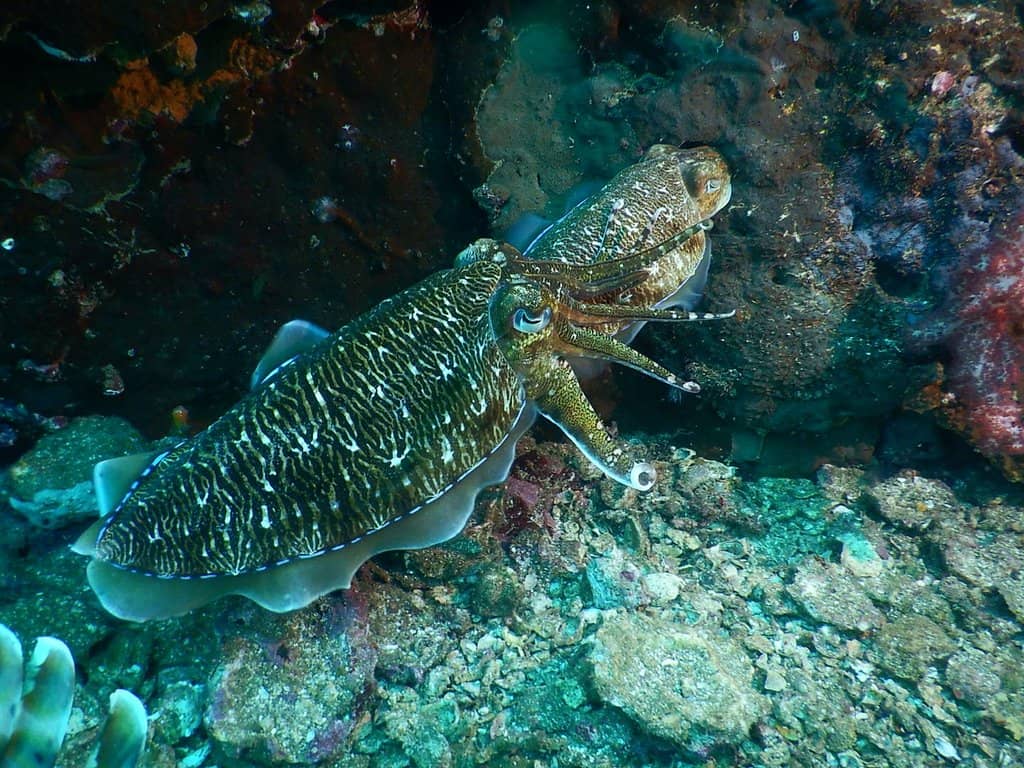 Abundant Marine Biodiversity