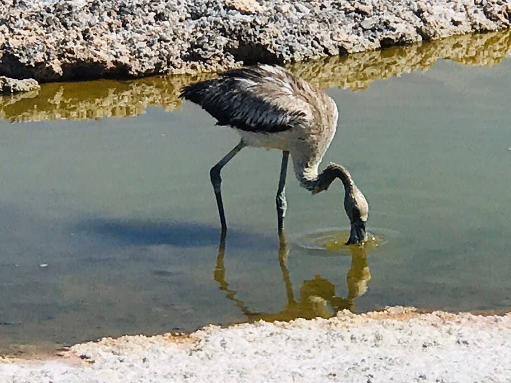 Lagunas in the Volcanic Crater