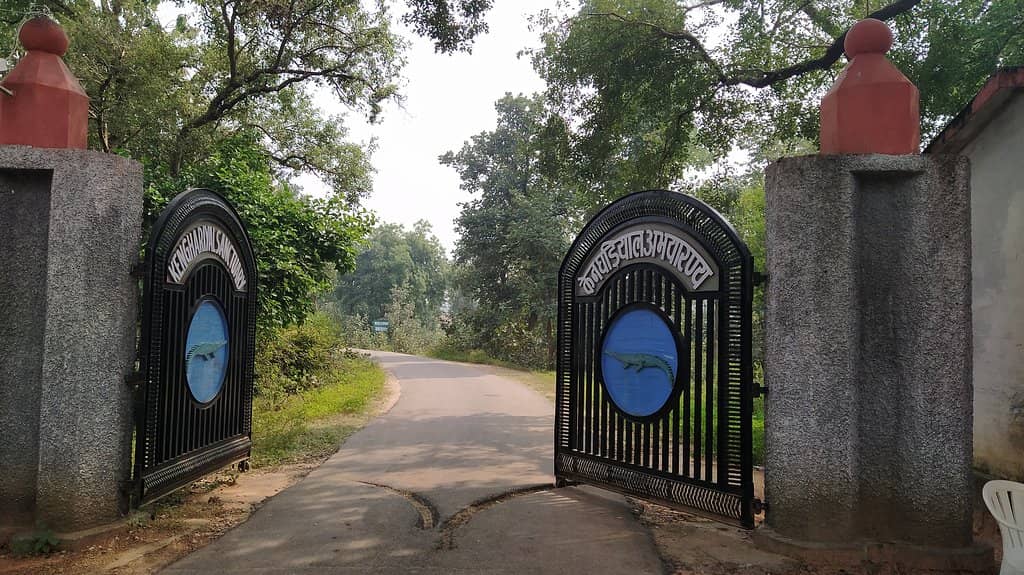 Jungle Safari Drive