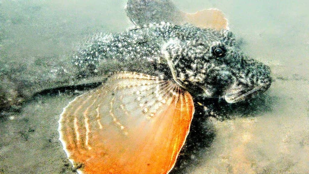 Crab Watching at Low Tide