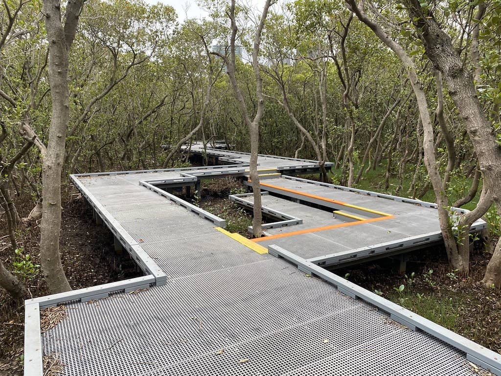 Golden Wattle Blooms