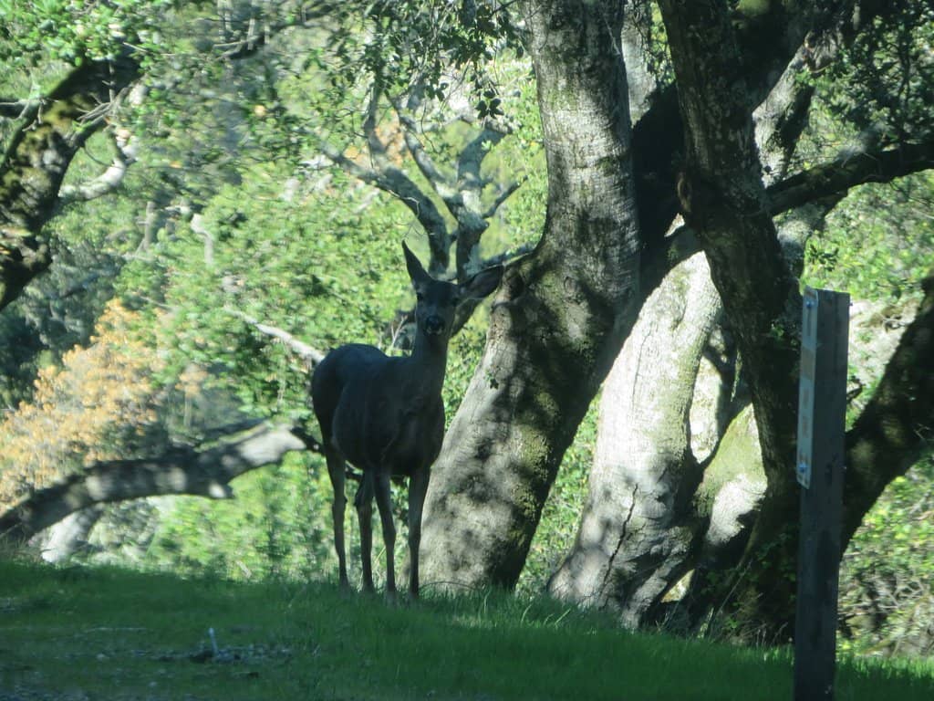 Picnic & Barbecue Areas