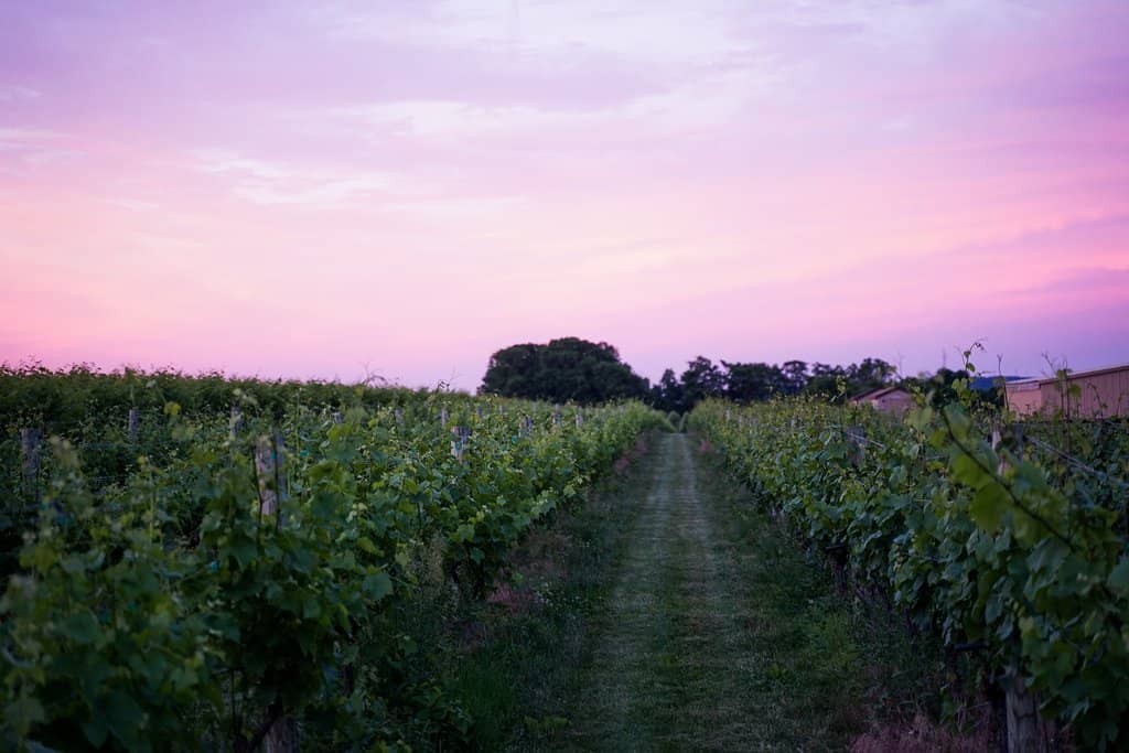 Wine Tasting Experience