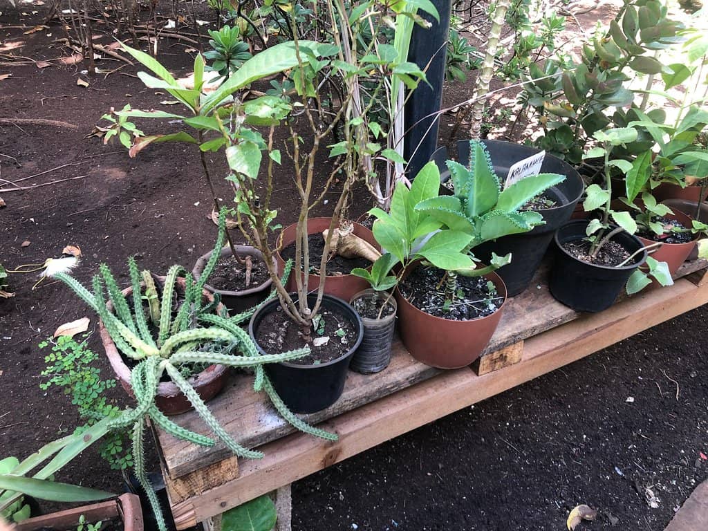 Tranquil Garden Setting