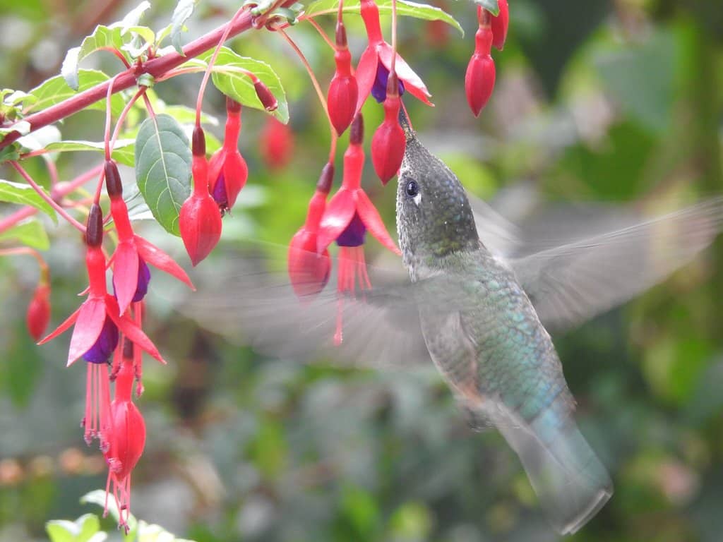 Puerto Varas Lakeside Promenade
