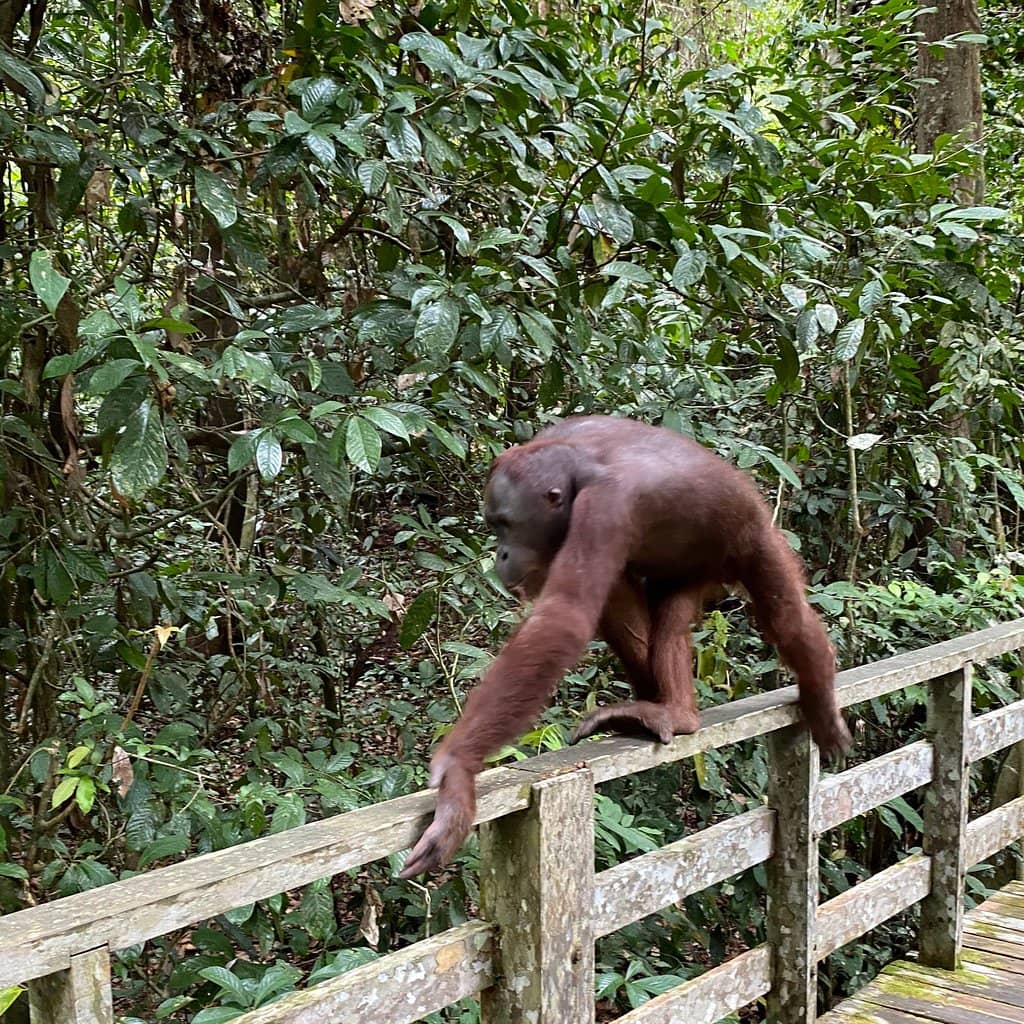 Jungle Boardwalk Trail