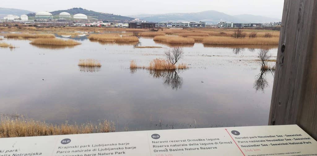 Wooden Observation Tower