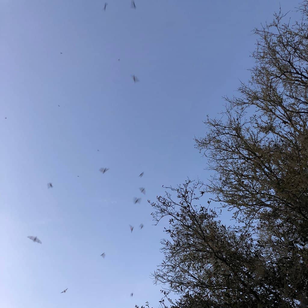 The Grand Emergence