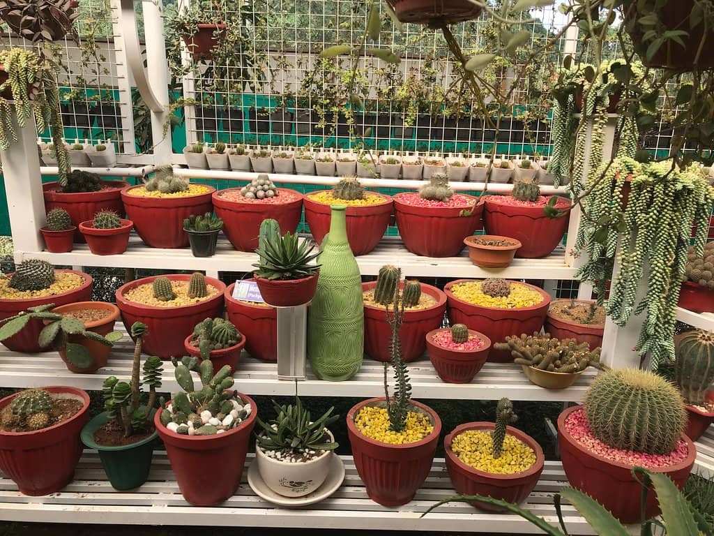 Rare Orchids and Medicinal Herbs