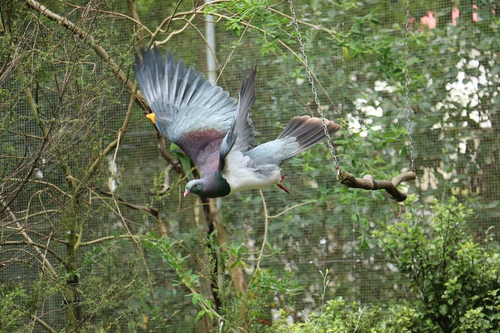 Interactive Birdlife
