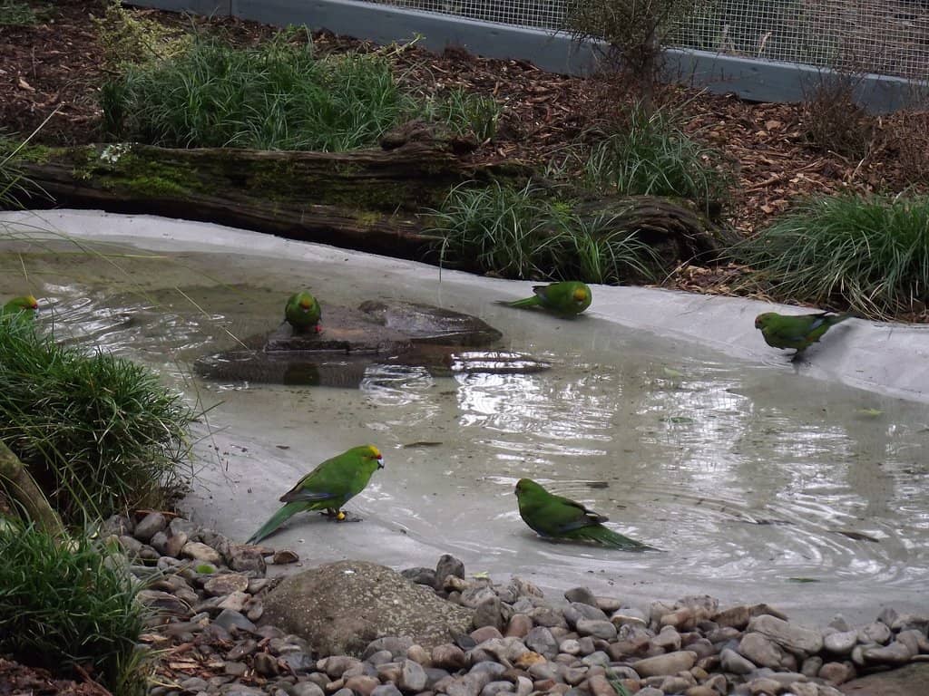 Vibrant Native Aviary