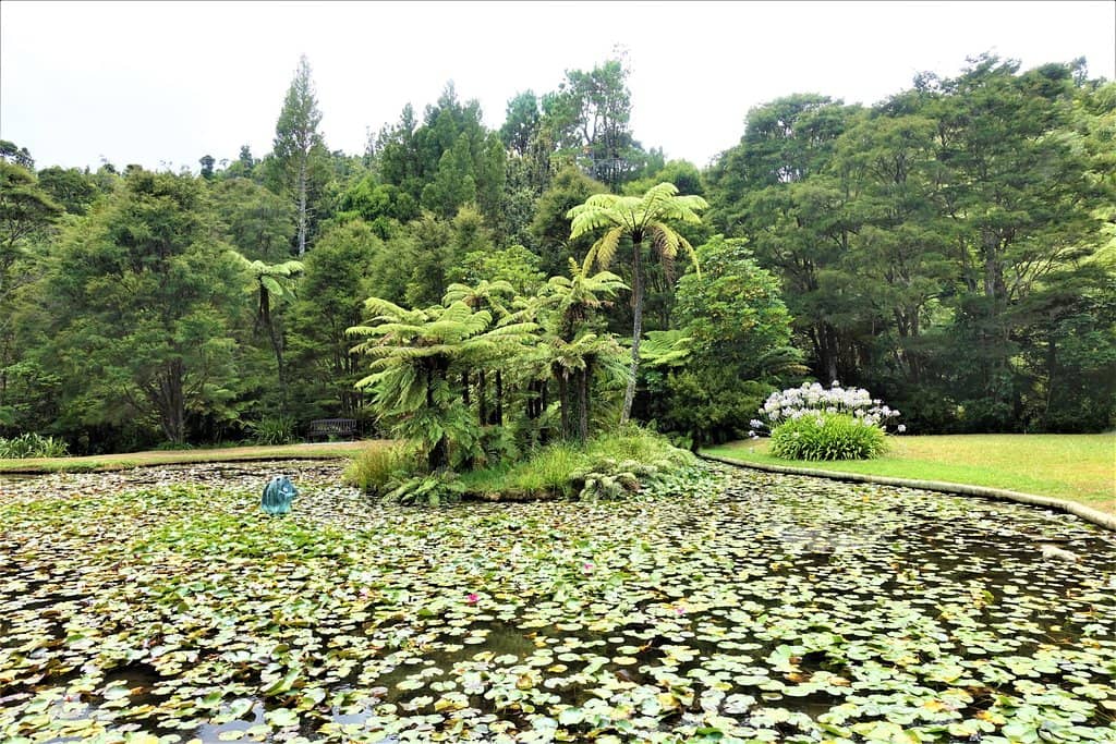 Lily Ponds