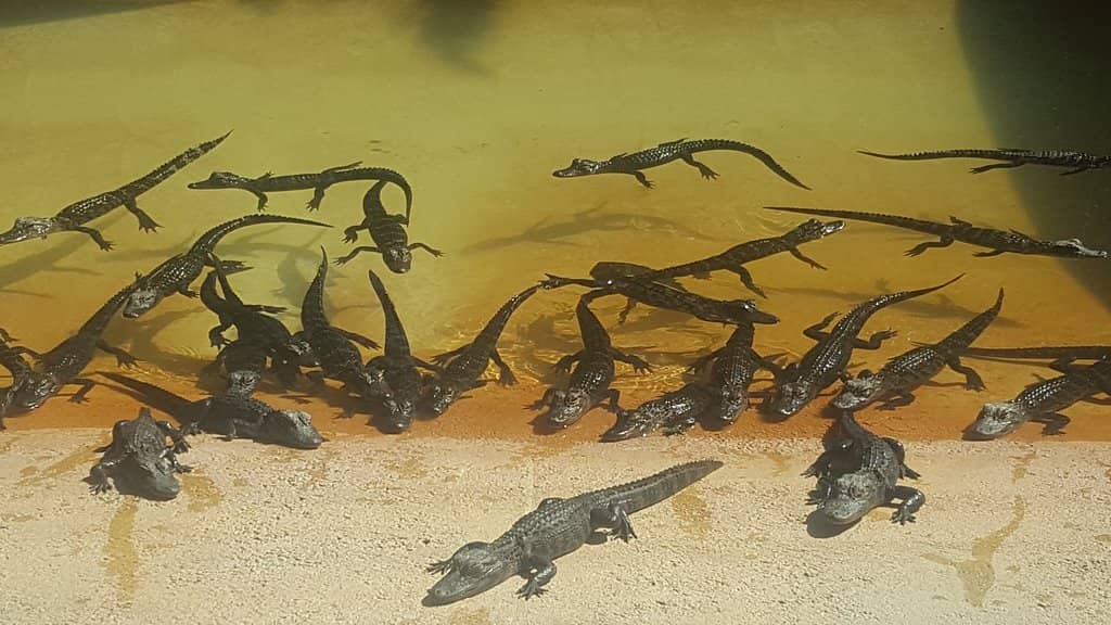 Diverse Reptile Exhibits
