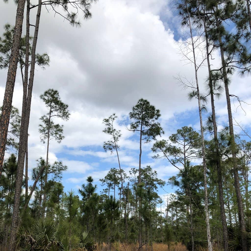 Pine and Palm Forest Trail