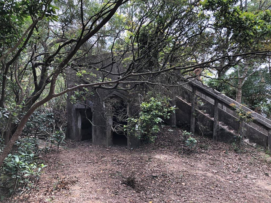 Encountering Wild Pigs