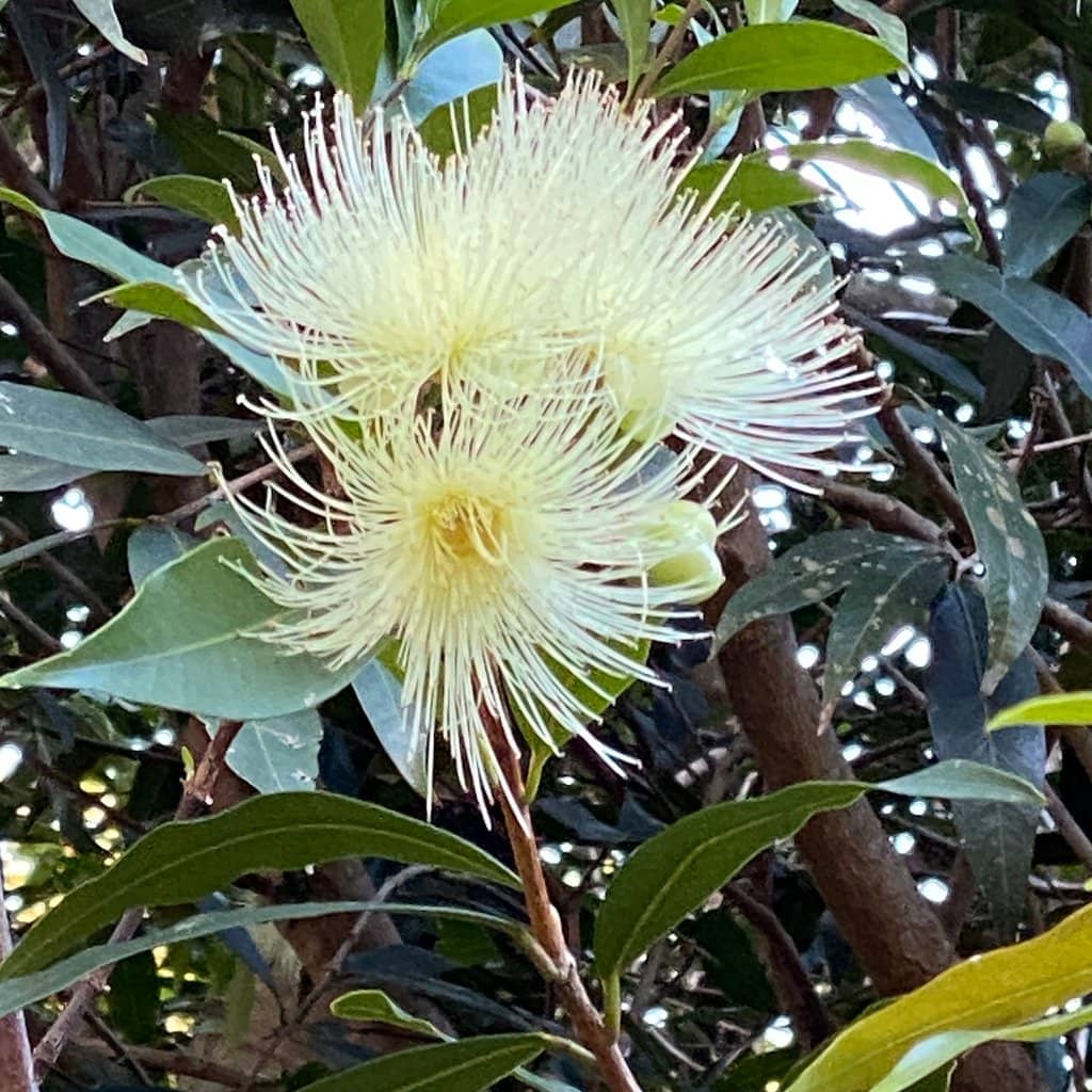 Pristine Sandy Shores