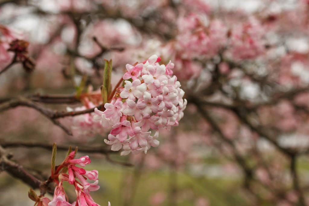 Springtime Blossoms