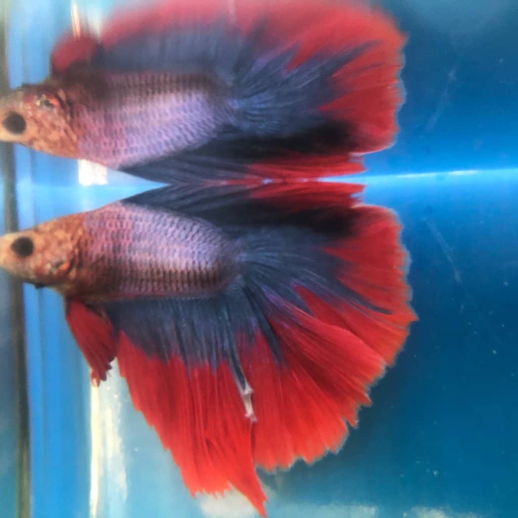 Traditional Thai Betta Species