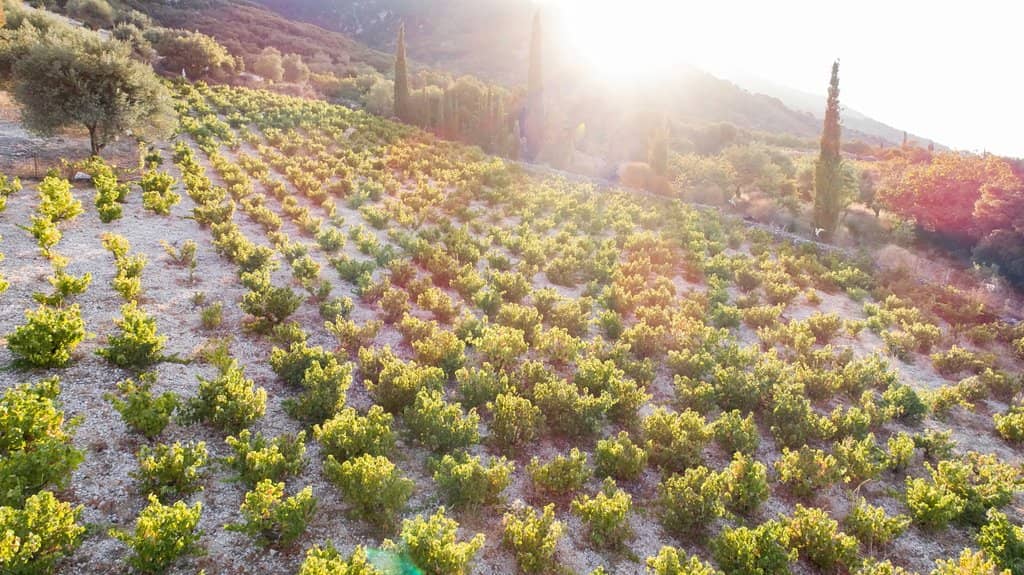 Local Produce Pairing