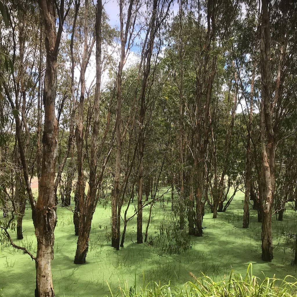 Jabiru Lake