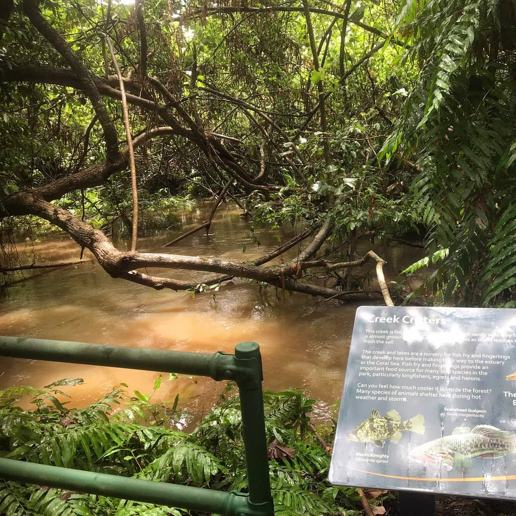 Palm Forest Boardwalk